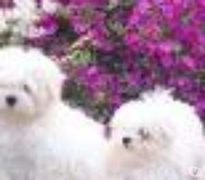 Enamorese Cachorros Maltese Mini Perritos Pequeños Amorosos