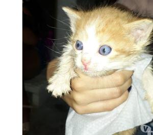 Se buscan adoptantes responsables para gatitos de 2 meses.