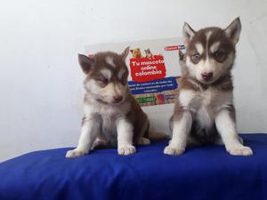 3 Diveridos Perros Raza Siberians. !.