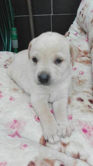 Adopta Un Labrador Dorado Macho Y Hembra