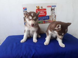 Aviso Que Dispongo Varis Lobos.huskys.2