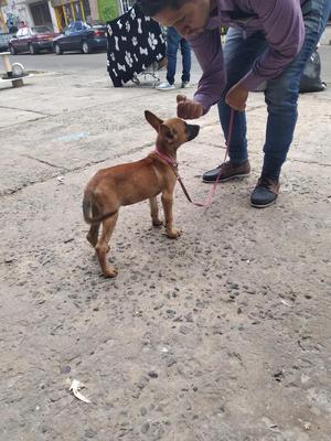 Belga Malinois