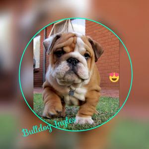 Bulldog Ingles Raza Hermosa Cachorros