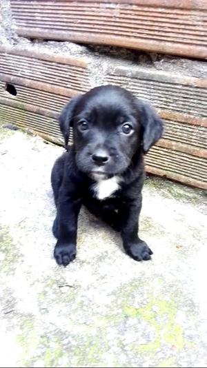 Cachorra Labrador Negra