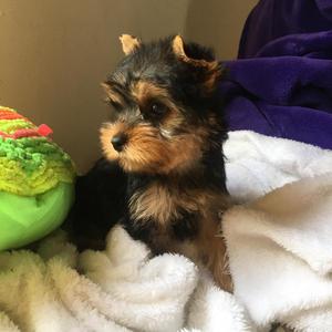 Cachorros Yorkshire Terrier