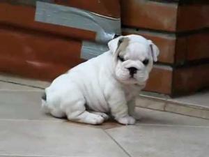 Cachorros de Bulldog Ingles Insuperables