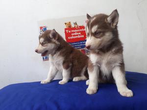 Certificado de Raza Siberian..ya