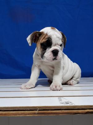 Dispinibles Hermositos Bulldog Ingles