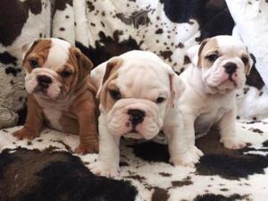 Espectaculares Bulldog Ingles Hermosos