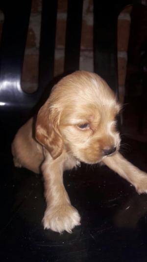 Hermosa Perrita Cocker Spaniel