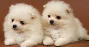 Hermoso Cachorros Pomerania Lulu