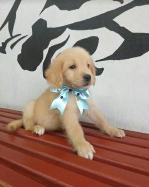 Hermoso Golden Retriever Bello