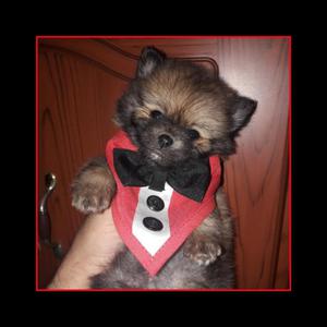 Hermoso Machito Pomerania Lulu