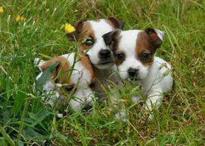 Hermosos Jack Russell Terrier