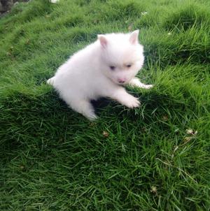 Hermosos Pomerania en Venta