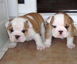 Lindos Bulldog Ingles Cachorros