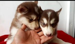 Muñecos Hermosos Manto Rojo