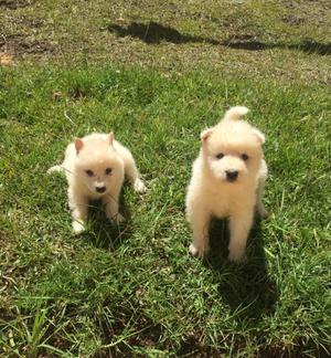 Perros Cachorros Samoyedo