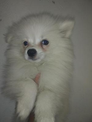 Pomerania Lulu