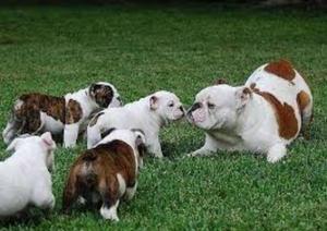 Reales Bulldog Ingles Propios Ejemplares