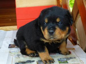 Rottweiler Hermos@s Cachorr@s