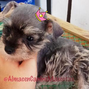 Schnauzer Disponible