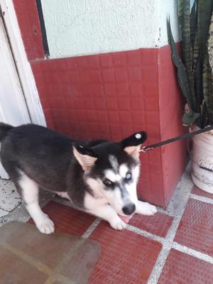 Se Vende Loba Siberiana de 4 Meses