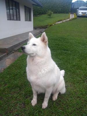 Se busca perro samoyedo para monta