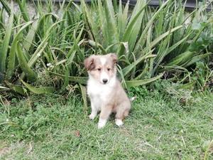 Shetland Sheepdog