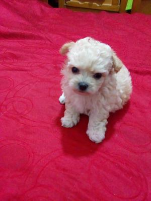 Vendo Cachorro Mini Toy