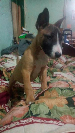 Vendo Cachorro Terrier de 3 Meses