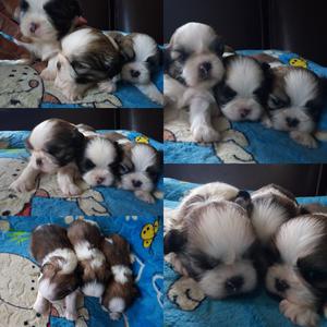 Vendo Hermosos Cachorros Shitzu