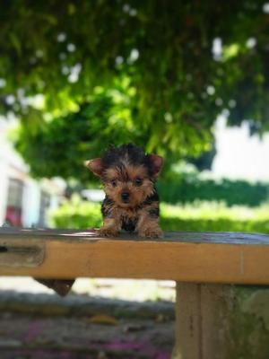 Yorkie Mini