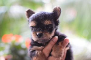 Yorkie Mini de Cancanmascotas