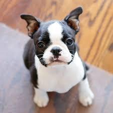 cachorros de boston terrier