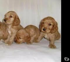 cachorros de cocker spaniel