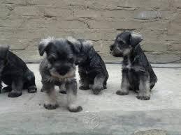 cachorros de schnauzer