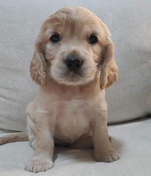 cocker spaniel