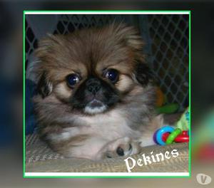 Bebés Pekines Hembras Cachorros Hermosos Disponibles