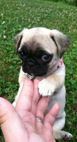 **ADORABLES PUG CARLINO EN VENTA**