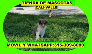 ALA VENTA PASTOR COLLIE