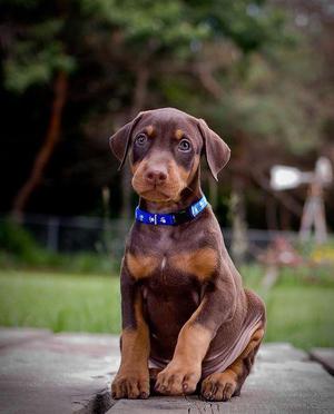 **AUTÉNTICOS DOBERMAN EN VENTA **