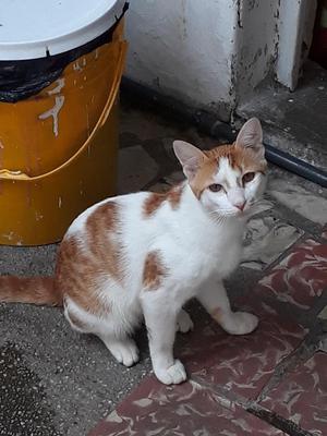 Adopten Este Gatico Y Perrito