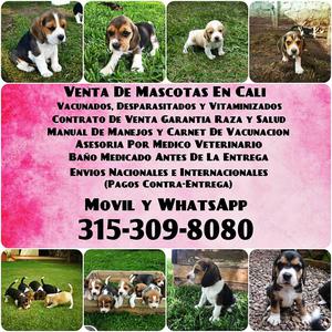 BEAGLE TRICOLOR ALA VENTA