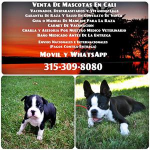 BOSTON TERRIER ENTREGO SOLO CON GARANTIAS