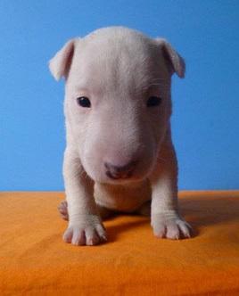 BULL TERRIER INGLES DOCUMENTADOS