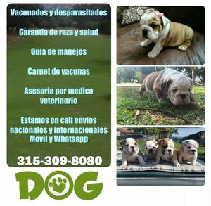 BULLDOG INGLES TENEMOS CAMADA EN CALI CON ENVIO