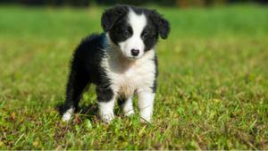 Border Collie en Venta