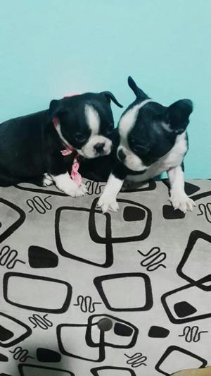 Boston Terrier