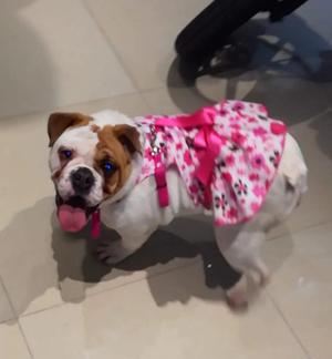 Busca Novio Bulldog Inglés Urgente